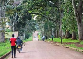 “You shall not kill the beauty of our city,” residents foil plans by Jinja City authorities to cut down Mvule trees