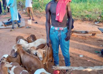 22-year-old man survives mob justice as he is netted with 9 stolen sheep