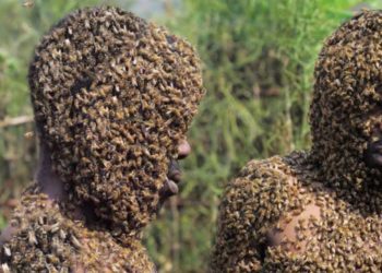 Bees attack Iganga Pastor for sleeping with someone’s wife