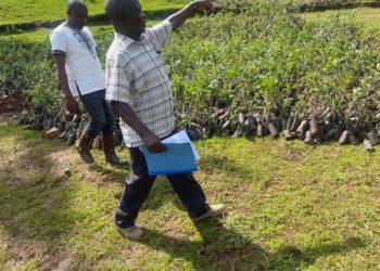 Operation Wealth Creation: Government gives 70,000 seedlings of apple to Namisindwa district