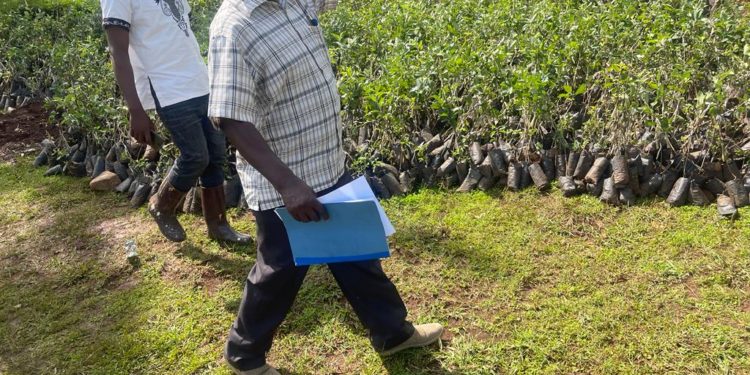 Operation Wealth Creation: Government gives 70,000 seedlings of apple to Namisindwa district