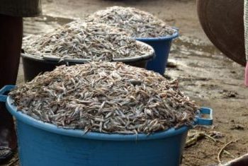 5 Reasons mukene is ranked safest fish, why you should eat it 3 times a week
