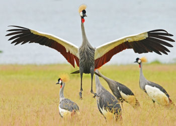 FIVE FASCINATING FACTS ABOUT UGANDA. REASONS YOU SHOULD JEALOUSLY LOVE YOUR COUNTRY