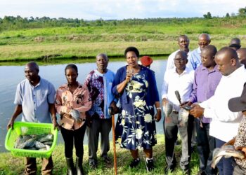 President Museveni’s Fish Farming Drive and Harvest Success Praised as Bold Solution to Poverty and Wetland Degradation in Pallisa