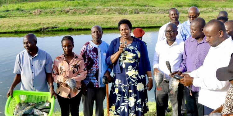 President Museveni’s Fish Farming Drive and Harvest Success Praised as Bold Solution to Poverty and Wetland Degradation in Pallisa