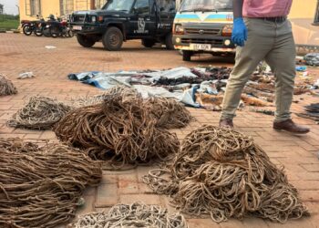 22 Arrested With Suspected Wild Meat, Hunting Gear In Nakaseke